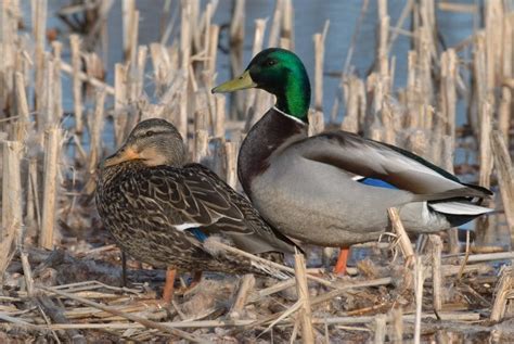 Mallard — Ducks Unlimited Canada