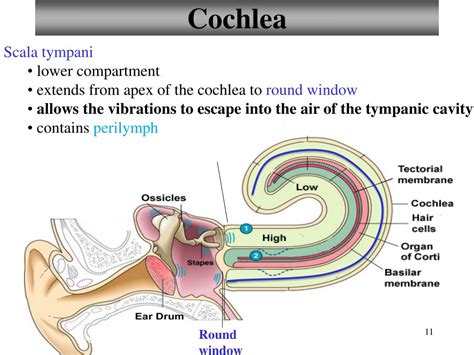 Cochlea Function