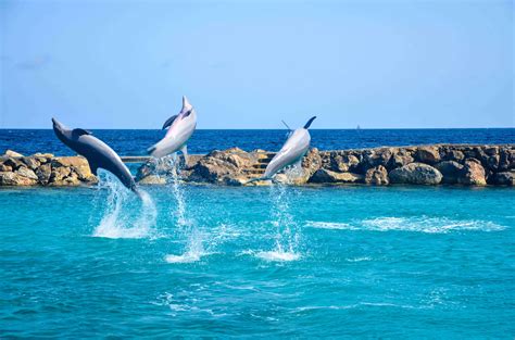 Curacao Sea Aquarium