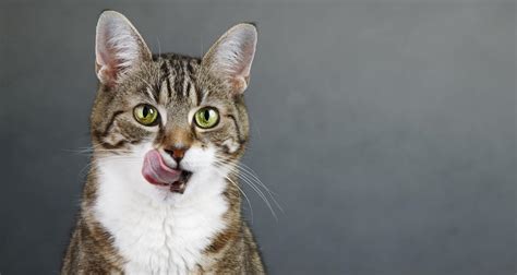 Dietary Management In Cats With CKD - PetlifeCA