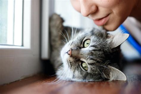 Cat Care Tips, Cat Vaccination Tips (2020)