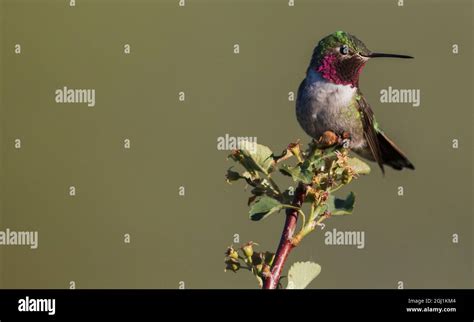 Broad-tailed hummingbird (male Stock Photo - Alamy