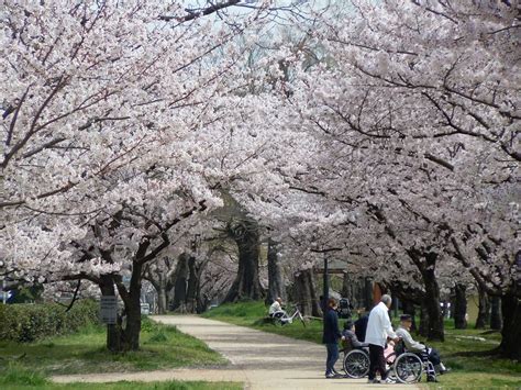 The Fleeting Beauty of Japanese Cherry Blossoms | Sheila Burt