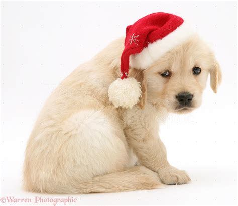 Dog: Golden Retriever pup wearing a Santa hat photo WP10687