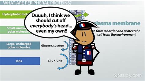 Peripheral Membrane Proteins | Definition, Function & Examples - Lesson | Study.com