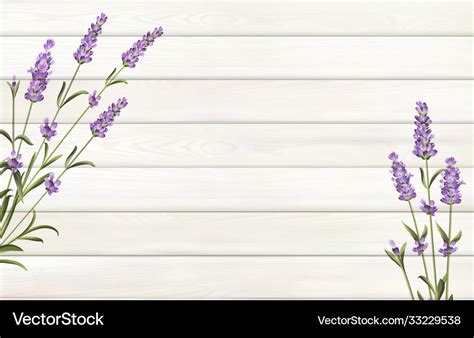 Provence template for your design lavender flower Vector Image