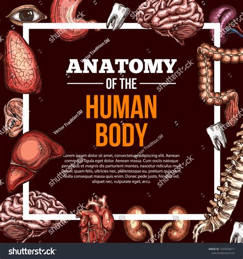 Human Organs Anatomy Poster Medical Surgery Stock Vector (Royalty Free ...