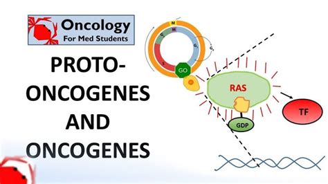 7. Proto-oncogenes and Oncogenes in 2023 | Med student, Student work, Cell biology