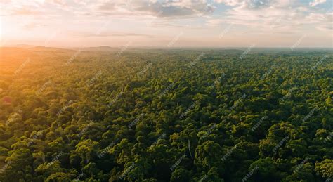 Premium Photo | Beautiful aerial view of the amazon jungle with the reflection of the sun in the ...