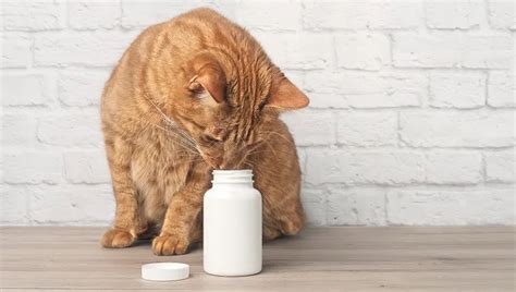 Famciclovir For Cats: Uses, Dosage, & Side Effects - CatTime