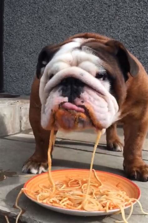 Video Of An Adorable Bulldog Eating Spaghetti - Small Joys