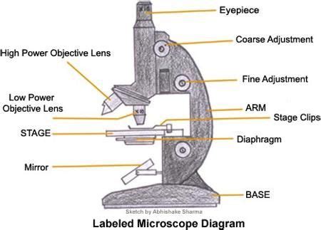 Compound microscope labeled diagram | Microscope parts, Microscopic, Science fair projects