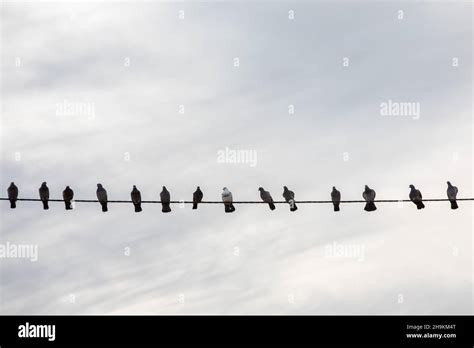 Birds on power lines Stock Photo - Alamy