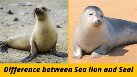 Difference between Sea Lion and Seal - Starry Stories