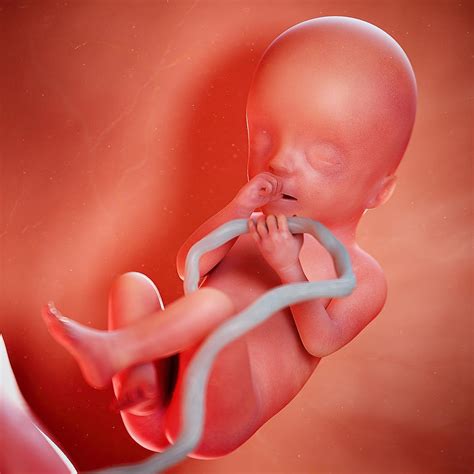 Fetal Development Gallery: See How Your Baby Grows From Pregnancy Week ...