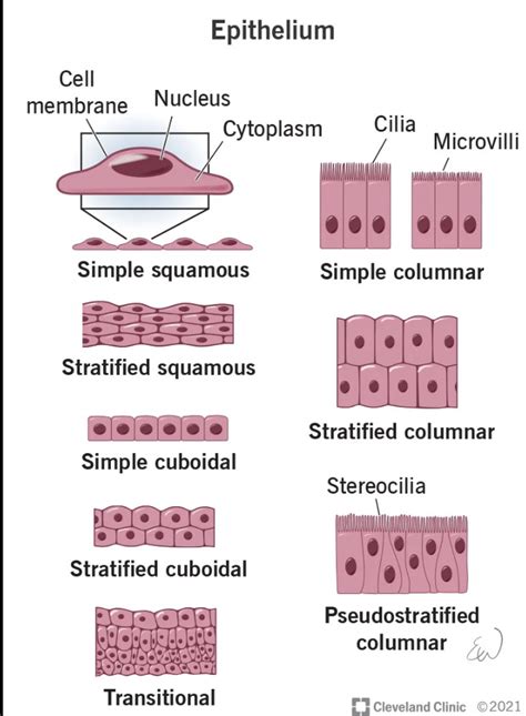 [Solved] can you please answer. Identify the tissue type shown: O ...