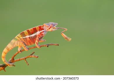 Chameleon Long Tongue Stock Photo 207360373 | Shutterstock