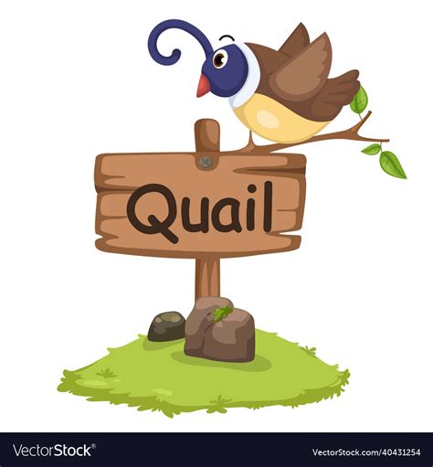 Animal alphabet letter q for quail Royalty Free Vector Image