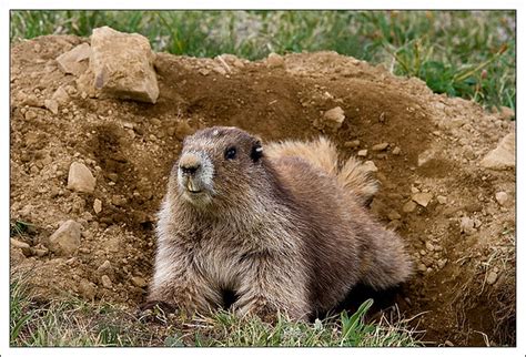 Olympic marmot - Olympic National Park | wgliang | Flickr