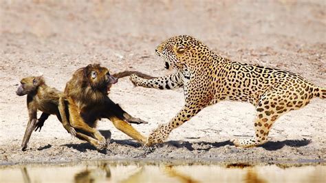 Leopard Attacks Baboon To The Last Breath- Animal Hunting - YouTube