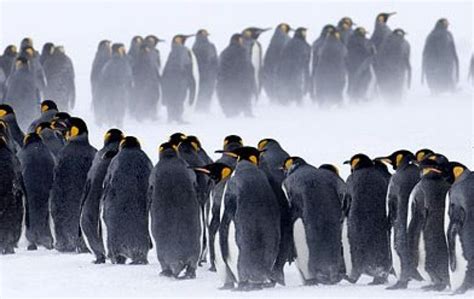 Satellite technology reveals double emperor penguin numbers in ...