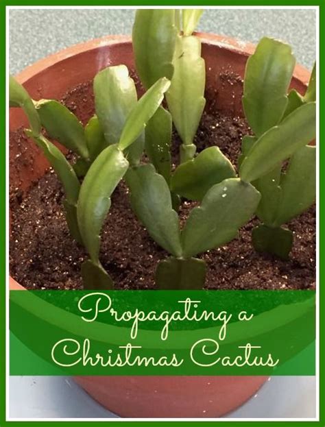 nancyonthehomefront.com | Christmas cactus propagation, Cactus flower, Christmas cactus