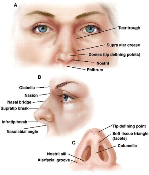 Nasal anatomy | Nose diagram, Nose, Anatomy