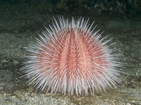 Common Sea Urchin - Echinus esculentus | Beautiful sea creatures, Deep sea creatures, Sea creatures