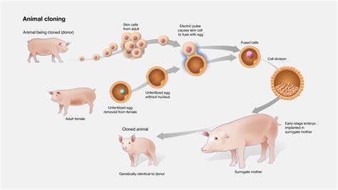 Cloning Process