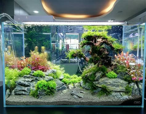 Beautiful Aquascape Freshwater Tank | Freshwater aquarium plants, Fish tank terrarium, Fish tank ...