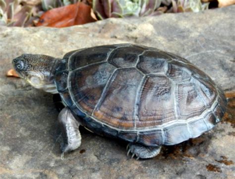 African Side Neck Turtle (Blake) 1 - Oklahoma Zoo Safari USA