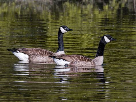 Canada Goose Migration: A Complete Guide | Birdfact