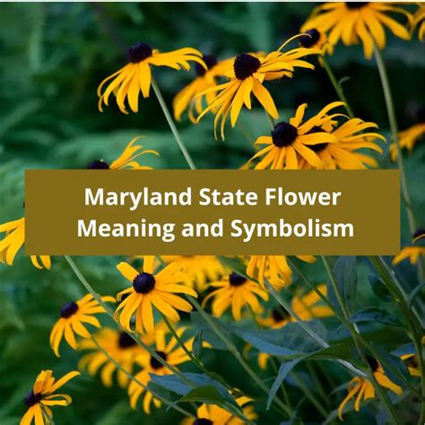 Massachusetts State Flower: Mayflower, Meaning and Symbolism