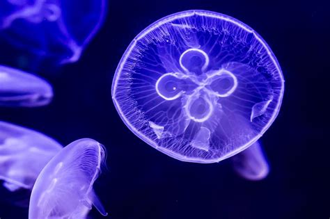 Moon Jellyfish Facts, Habitat, Diet, Life Cycle, Baby, Pictures