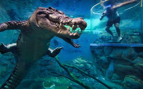 Book Crocosaurus Cove: Cage of Death Tickets | Headout