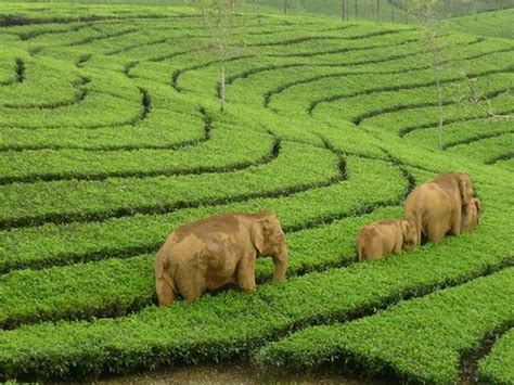 Top 17 best things to do in Munnar | Munnar Insider