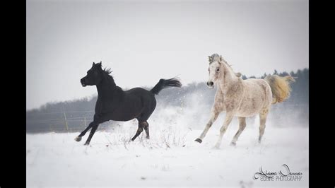 Snow Fun - Horses Running wild - YouTube