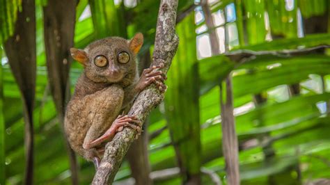 10 Terrific Facts About Tarsiers