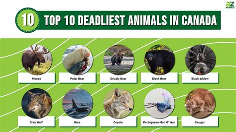 The Top 10 Deadliest Animals in Canada - A-Z Animals