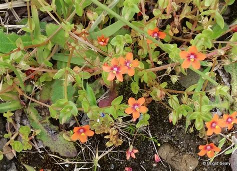 Scarlet Pimpernel | Connemara Wild Flower Diary