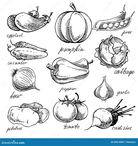 Set of Various Doodles, Hand Drawn Vegetables. Stock Vector - Illustration of doodles, cafe ...