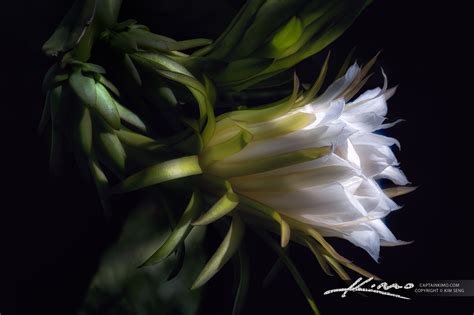 White Dragon Fruit Flower | HDR Photography by Captain Kimo