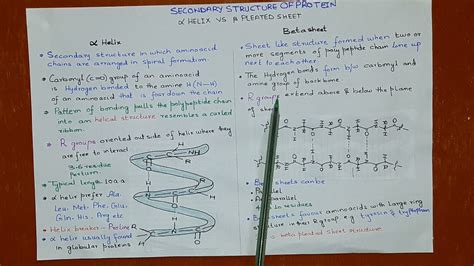 difference between alpha helix and beta pleated sheet - YouTube