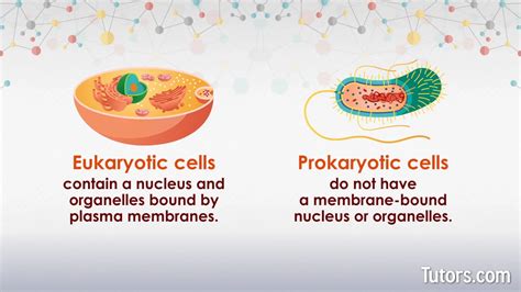 Prokaryotic Vs Eukaryotic Cells Similarities And, 60% OFF