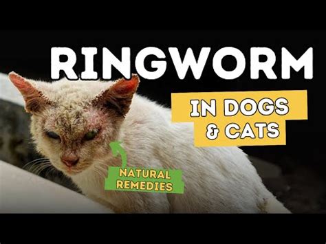 Dogs and Cats Can Have Ringworm [Research]