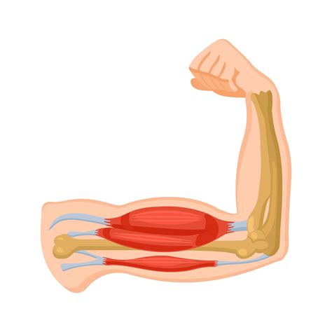 Human arm muscle. Biceps and triceps. Physiology. Vector illustration 3987970 Vector Art at Vecteezy