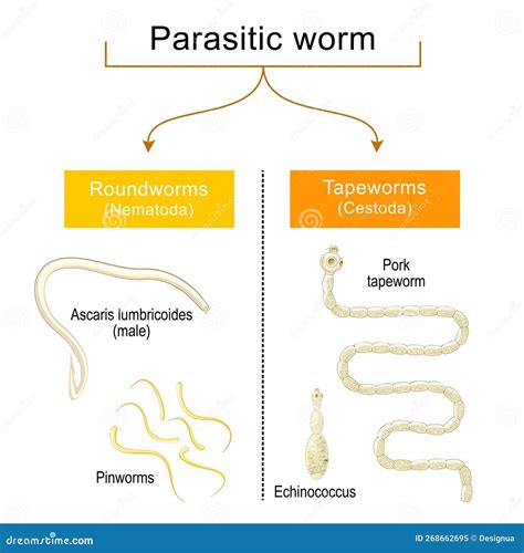 Helminthiasis Definition, Causes, Symptoms, Diagnosis, 43% OFF