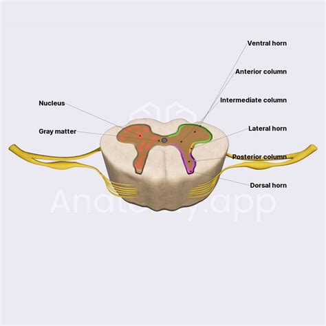 Gray matter | Spinal cord | Spine and Back | Anatomy.app | Learn anatomy | 3D models, articles ...