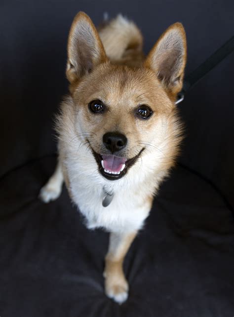 Shelter Dogs of Portland: "TROOPER" delightful Shiba Inu tripod mix!