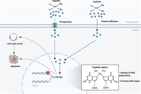 Frontiers | The Molecular Basis and Therapeutic Aspects of Cisplatin ...